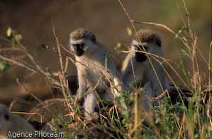BL2A05_tanzanie