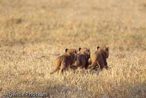 BL3A16_tanzanie