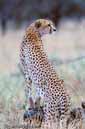 BL3A06_tanzanie